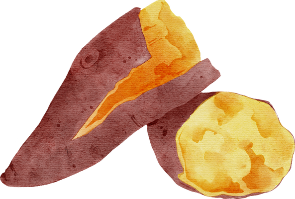 Sweet potato illustration